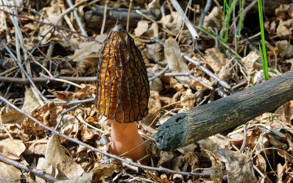 Morchella esculenta (Spugnola) – Ciclo biologico, morfologia, habitat, ricerche
